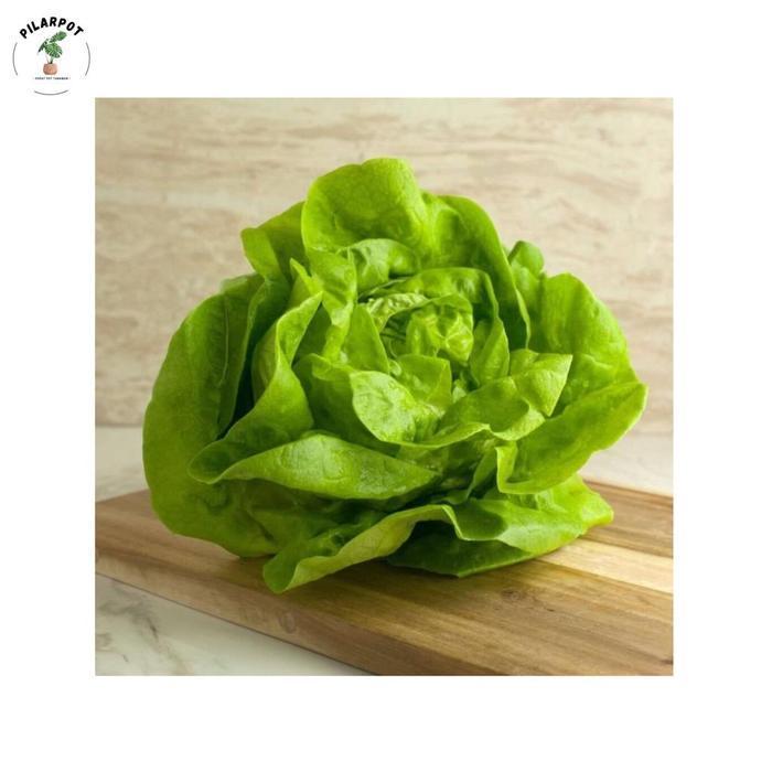 (Terbaru) Benih Bibit Selada Green Romaine Parris Island Cos Haira Seed - Selada Bestseller