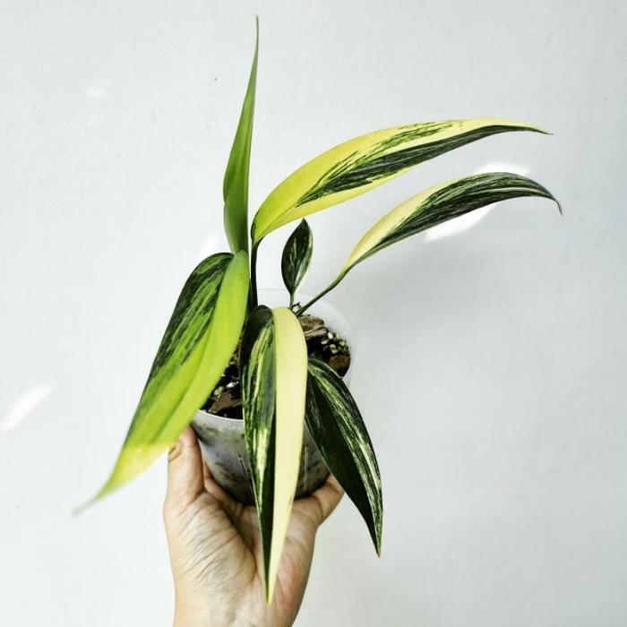 (Promo) Epipremnum Amplissimum Variegata / Amplisimum Varigata Bestseller