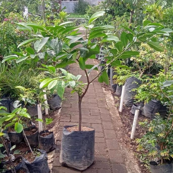 bibit tanaman buah unggul Black Sapote BERBUAH tinggi 1 meter fres FLAS SALE