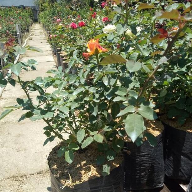 tanaman hias mawar holland indukan