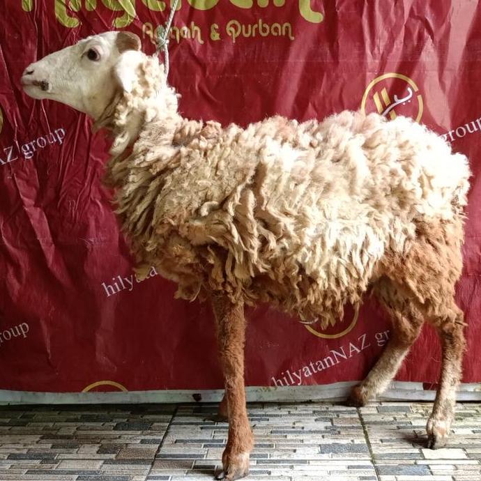 Terlaris Domba Jantan Qurban/ Domba Qurban / Domba Kurban Bobot 24-27 Kg