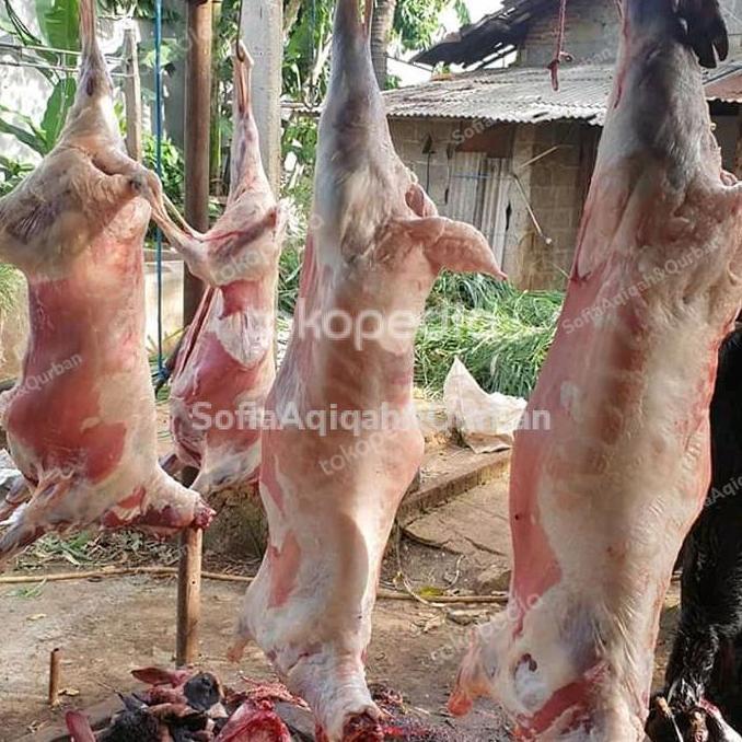 Terlaris Daging Kambing Muda Karkas Fresh