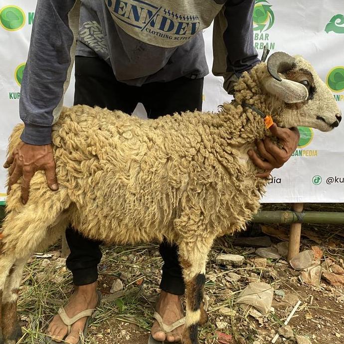 Terlaris Domba Jantan Kurban Qurban Murah Kurbanpedia