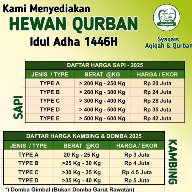 Terlaris Hewan Qurban Domba | Domba Qurban | Domba Qurban Syar'I