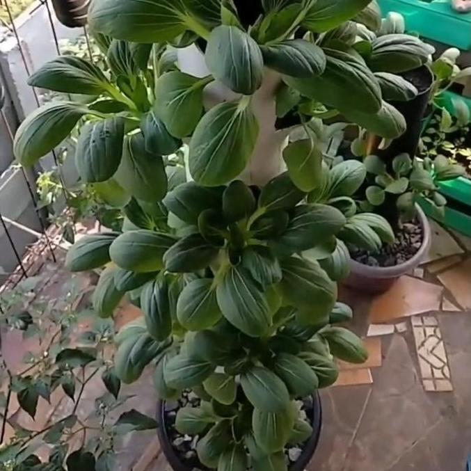 Pipa Hidroponik Vertikal Vertikultur 32 Lubang Tanam Free Netpot Putih