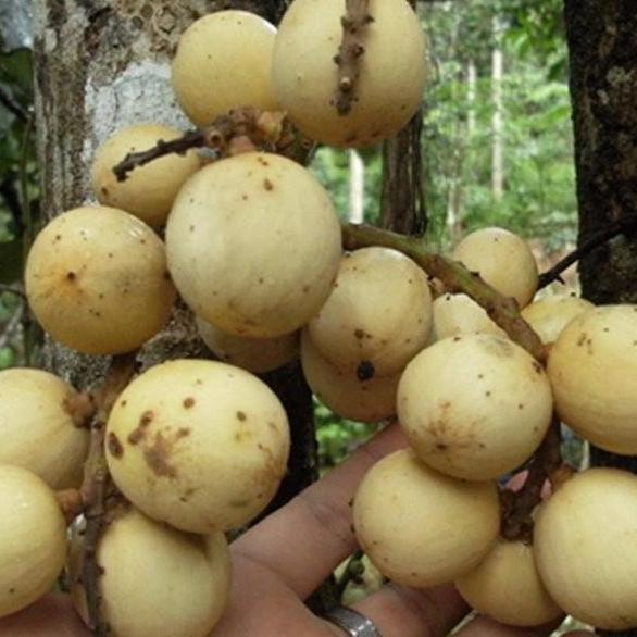 Bibit Tanaman Buah Duku Palembang-Pohon Duku Asli Palembang fres FLAS SALE