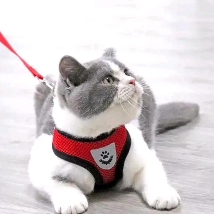 Premium Tali Harness Rompi Kucing Tali Tuntun Kucing Anjing