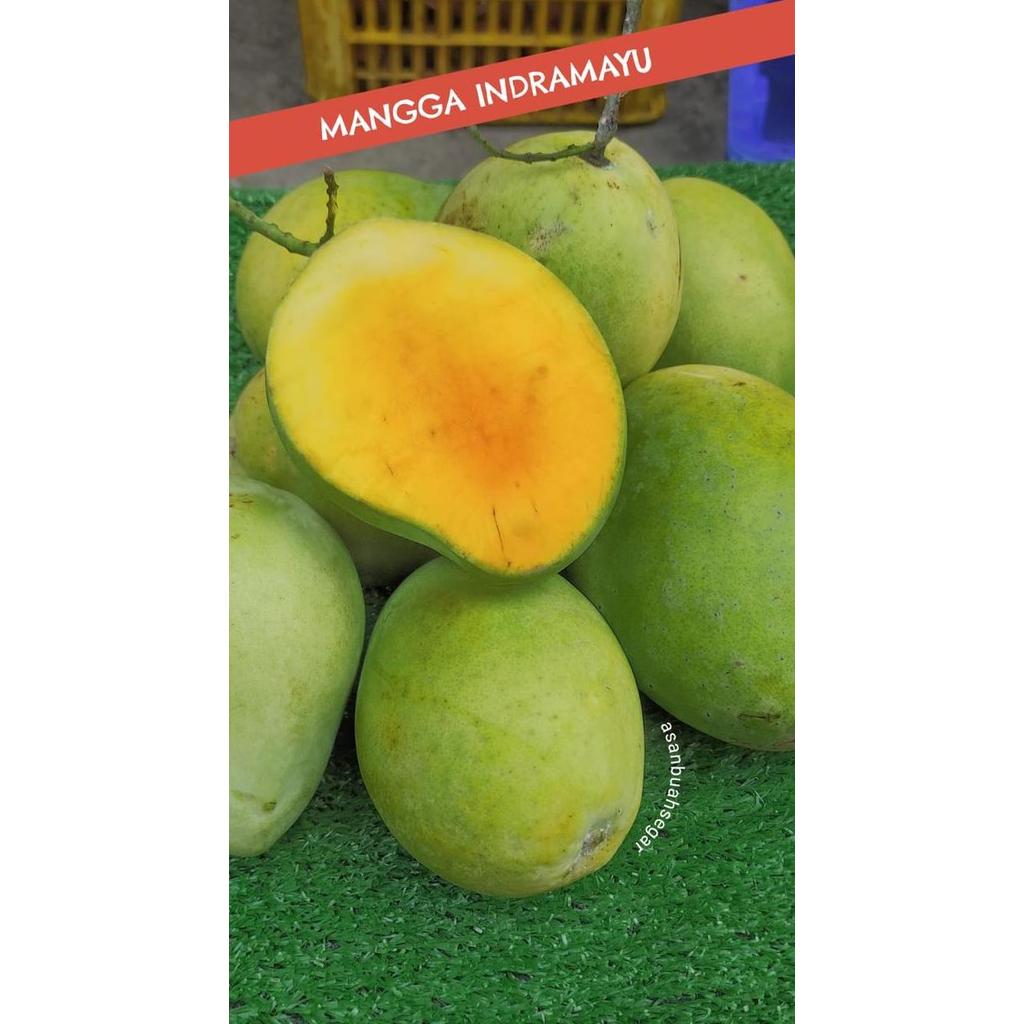 Frutiforti- Buah Mangga Indramayu Tua Rujak Asem Manis Ngidam Mentah Muda
