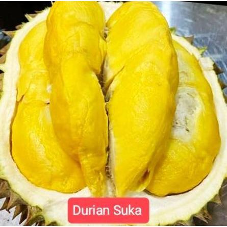 Durian Bawor Utuh Bulatan Fresh Premium