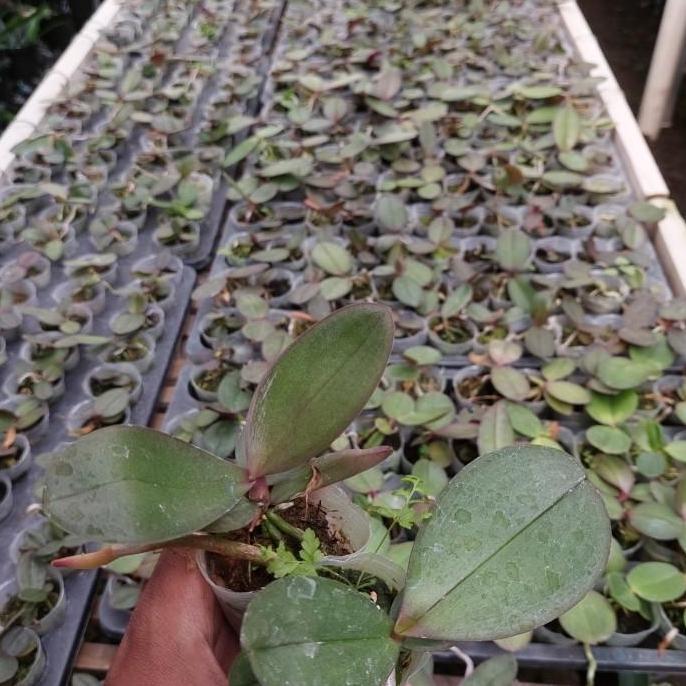 Allthebest- bibit anggrek bulan bunga jumbo