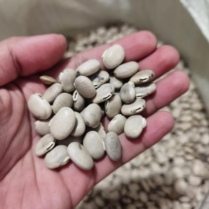 Allthebest- Benih MC, Biji benguk MC, kacang Mucuna cochinchinensis