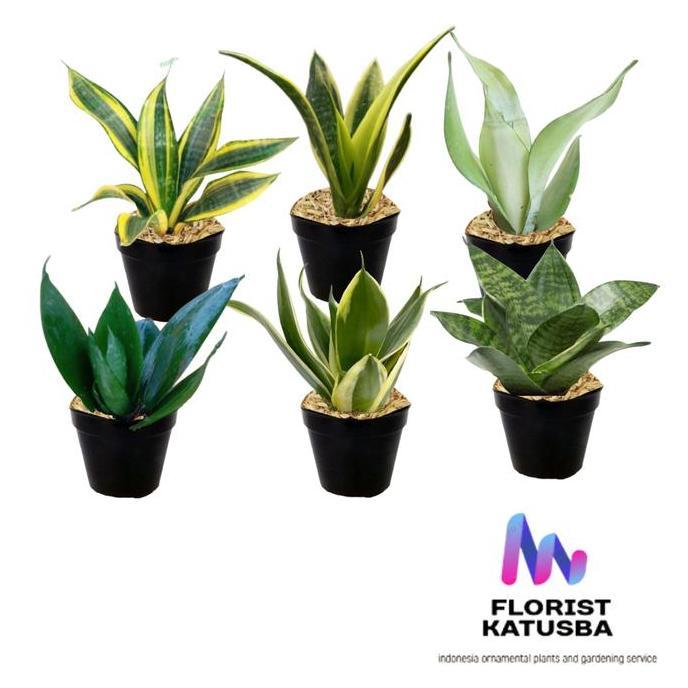 Tmn- Florist Katusba Paket 6 Tanaman Hias Indoor Gold