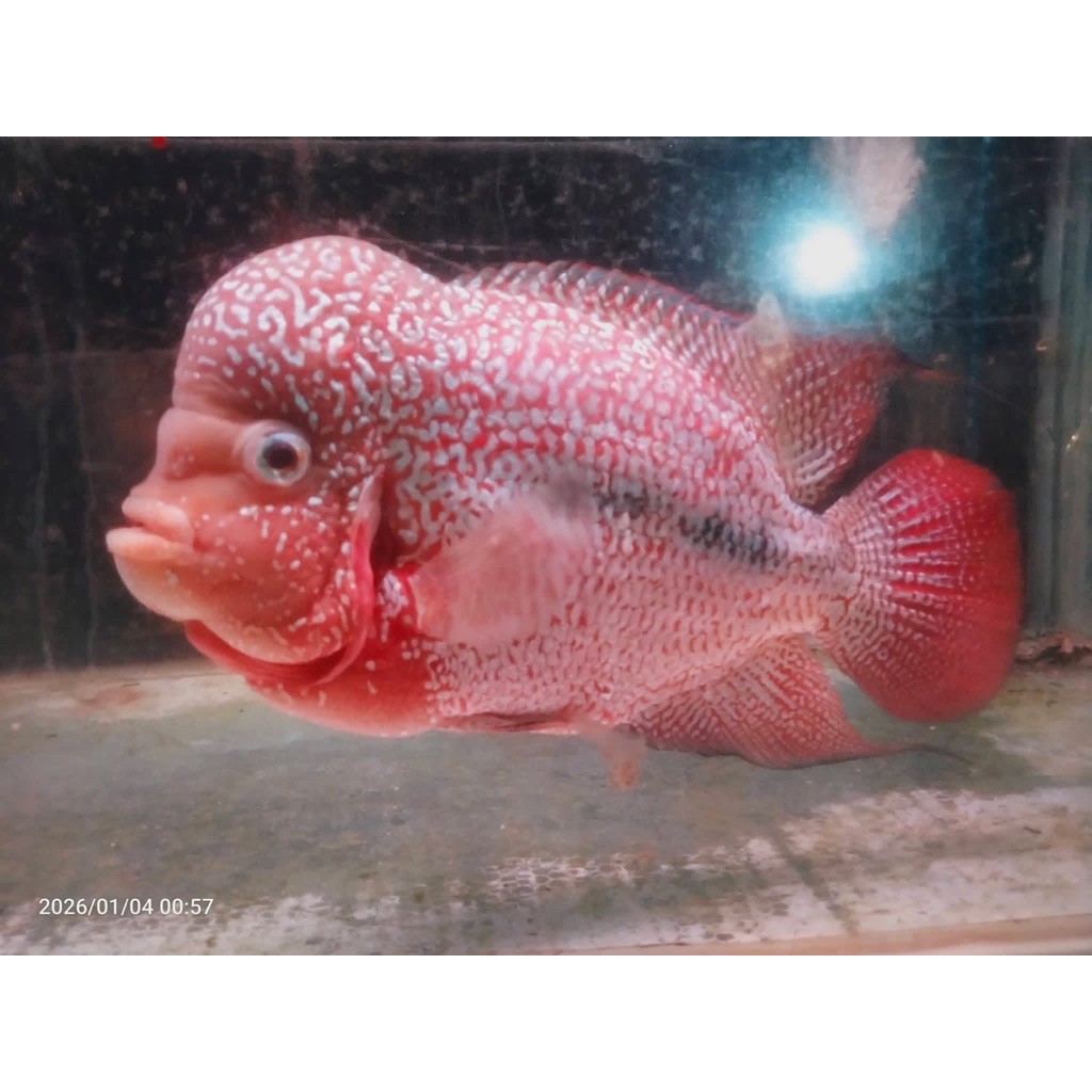 BURAYAK LOUHAN KANFA f2 thailand