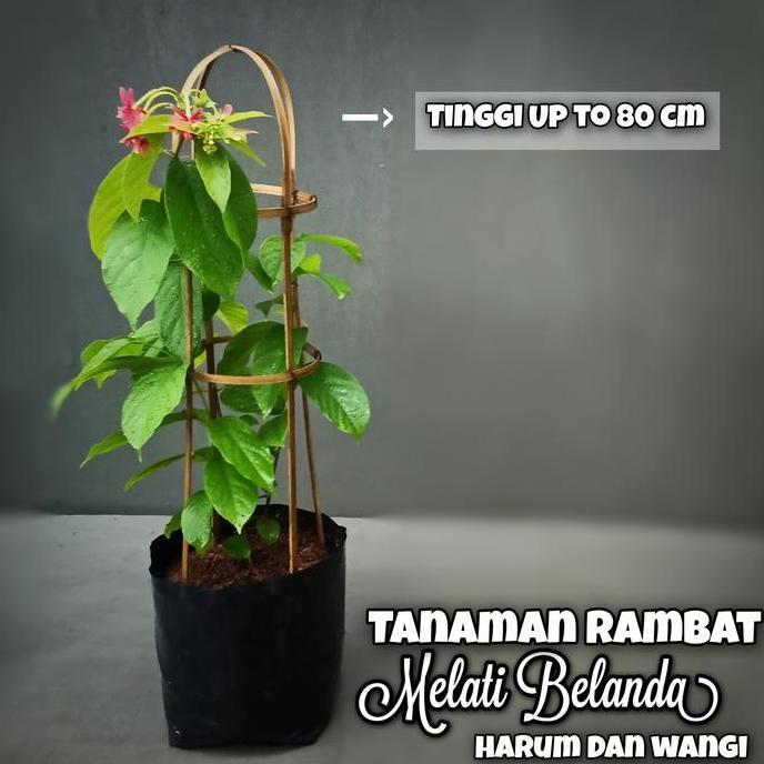 tanaman hias rambat bunga melati belanda -  Tanaman Pagar - Pohon rambat