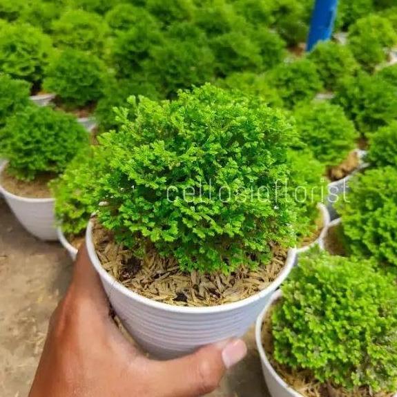 Tanaman Hias Lumut Ambon Ande Ande Ambon Indoor Plant Lumut Cakar Ayam Rimbun