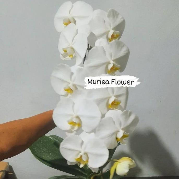 Bunga anggrek bulan putih per 1 pohon ( pot polybag/plastik )