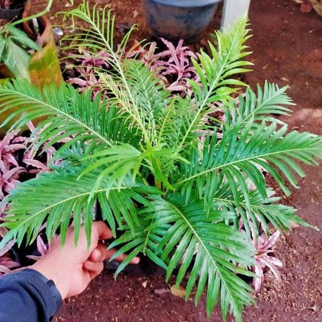 Tanaman Hias Pakis Cibung - Pohon Pakis Jibung / Tanaman Indoor Pakis