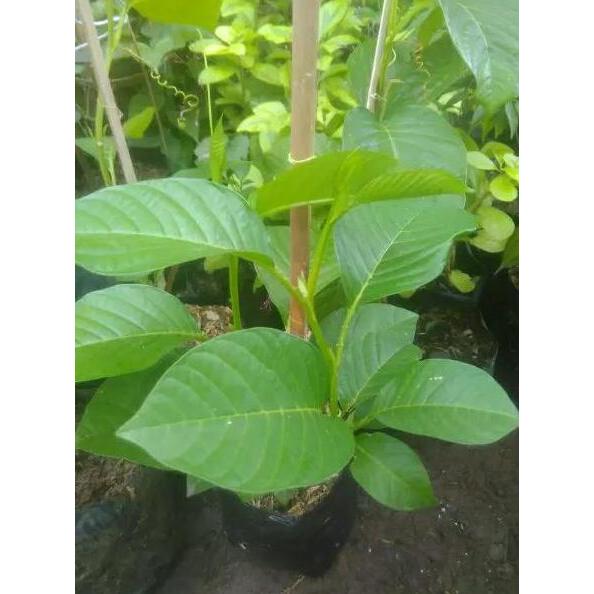 Bibiy pohon buah erbis