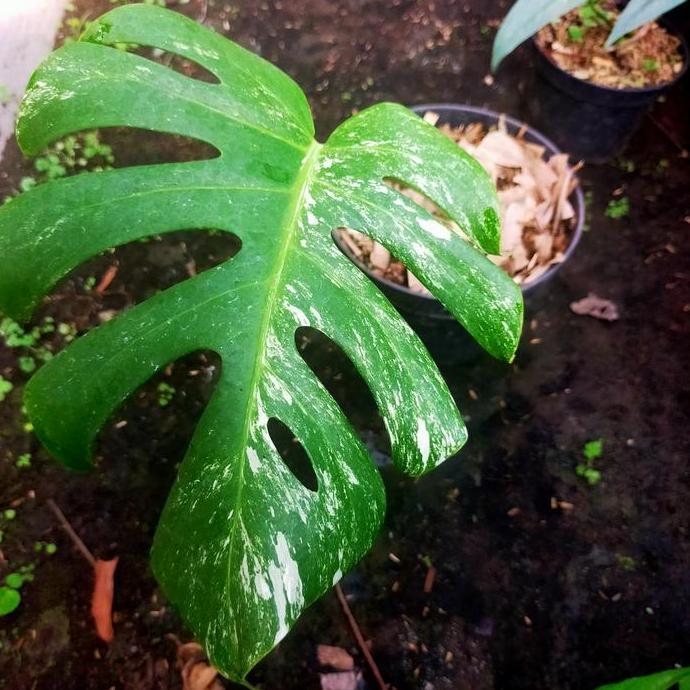 monstera variegata 1 daun pancing B