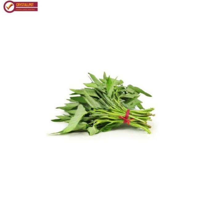 Silvergarden- Benih Bibit Kangkung Bangkok Lp Cap Panah Merah - Kangkung Bangkok Lp