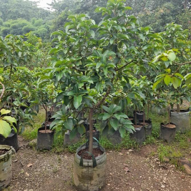 pohon buah alpukat miki tinggi 2m - bibit alpukat miki siap berbuah