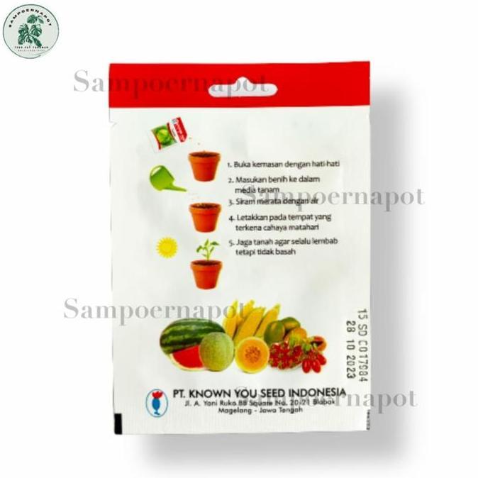 Benih Bibit Paprika F1 Kuning Golden Star Known You Seed - KYS PAPRIKA F1 GOLDEN STAR  Benih Paprika