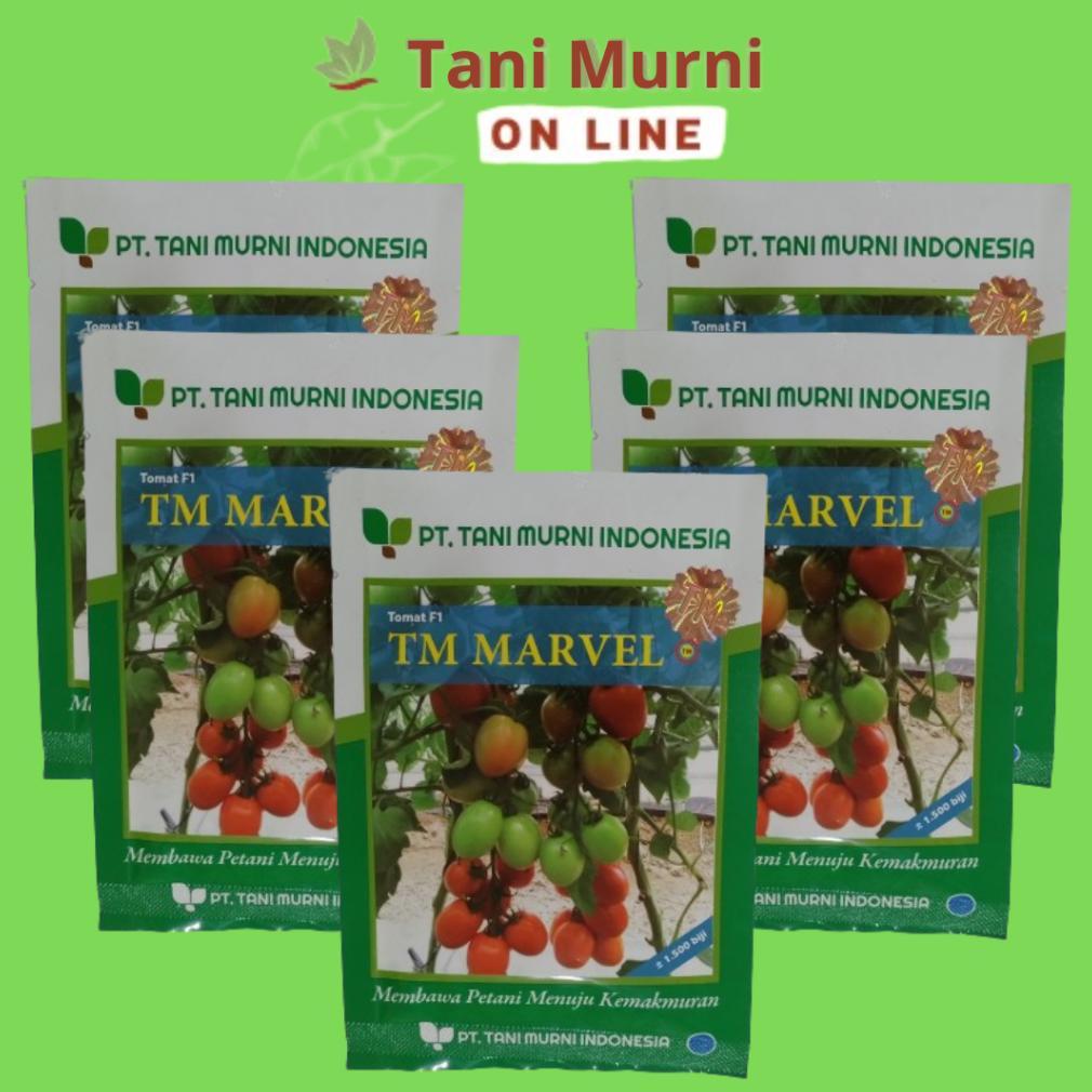 Benih Tomat F1 TM MARVEL Isi 1500 Biji