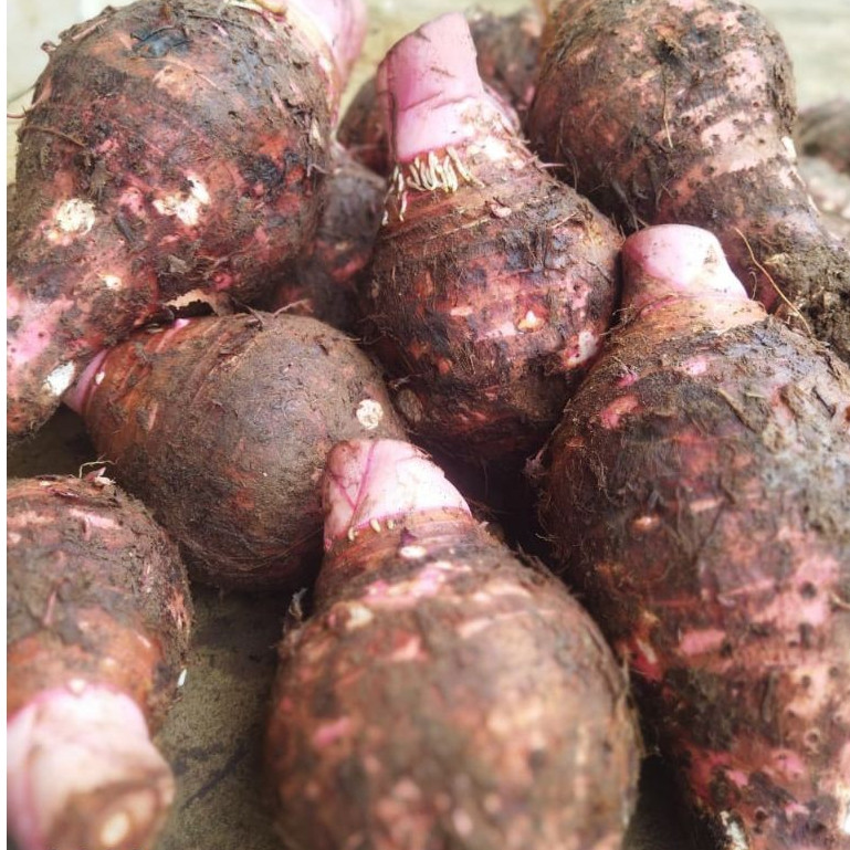 umbi talas pratama 3/talas ungu 2kg