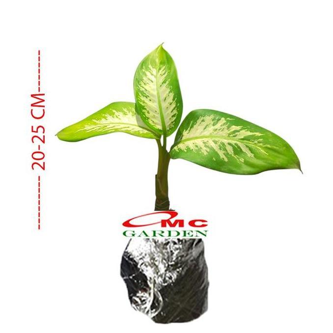 >>>>>] Tanaman Hias Daun Bahagia Sri Rezeki Balanceng Dieffenbachia DB-2025