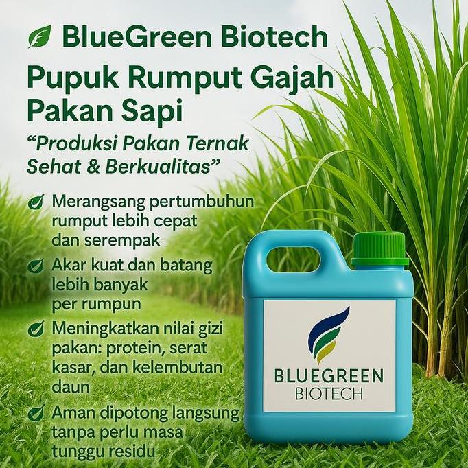 Pupuk Rumput Gajah Pakan Sapi