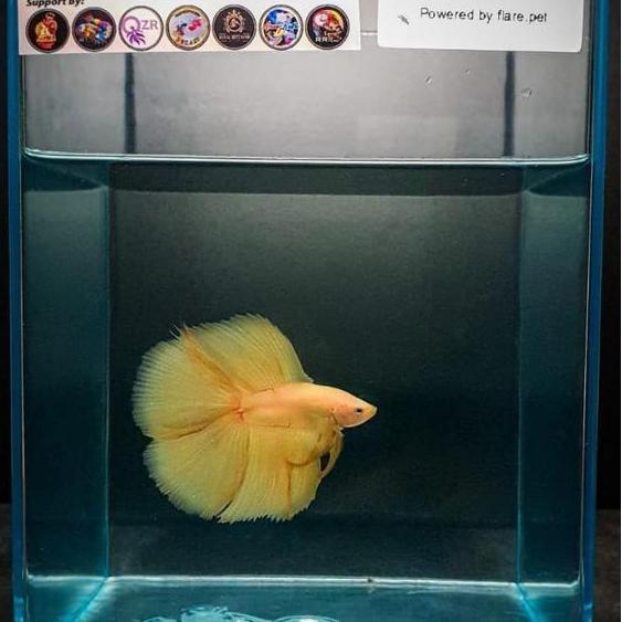 1 Lusin [ 12 Toples ] Soliter Juragan Toples 4 Liter yimpanan