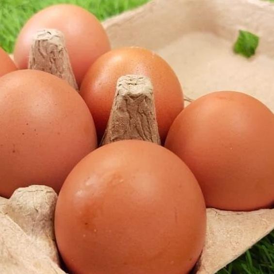 PAPER EGG 6 LUBANG / BOX TELUR KARTON 50 PCS