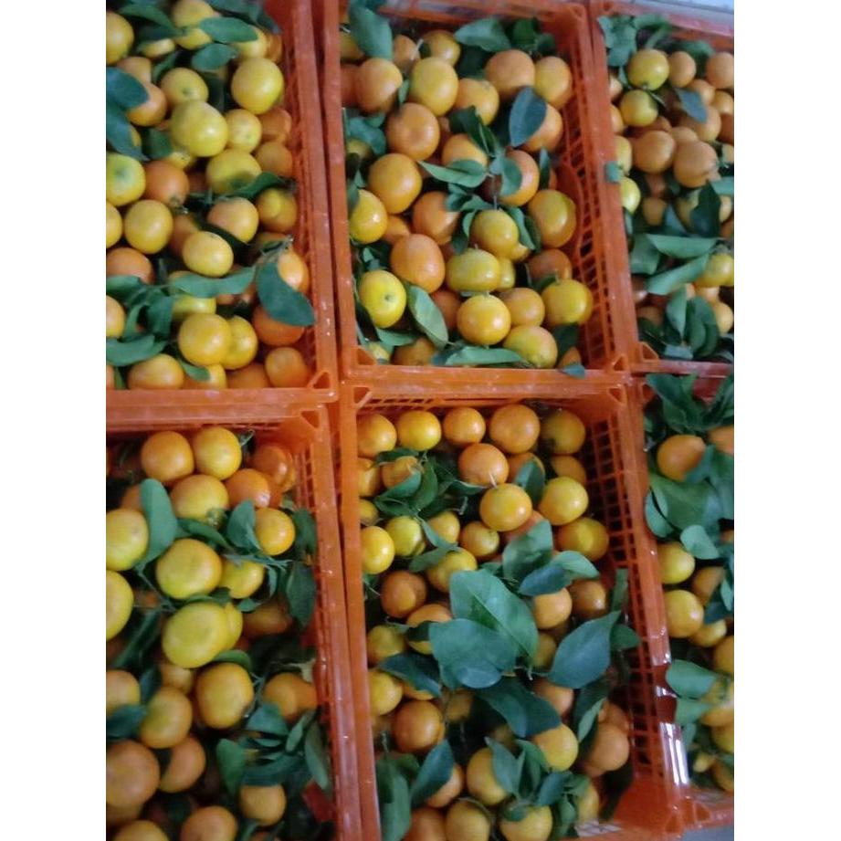 Jeruk Kecil Santang Shantang Birma Imlek Sinchia Sincia Honey Mandarin Pasti Ori