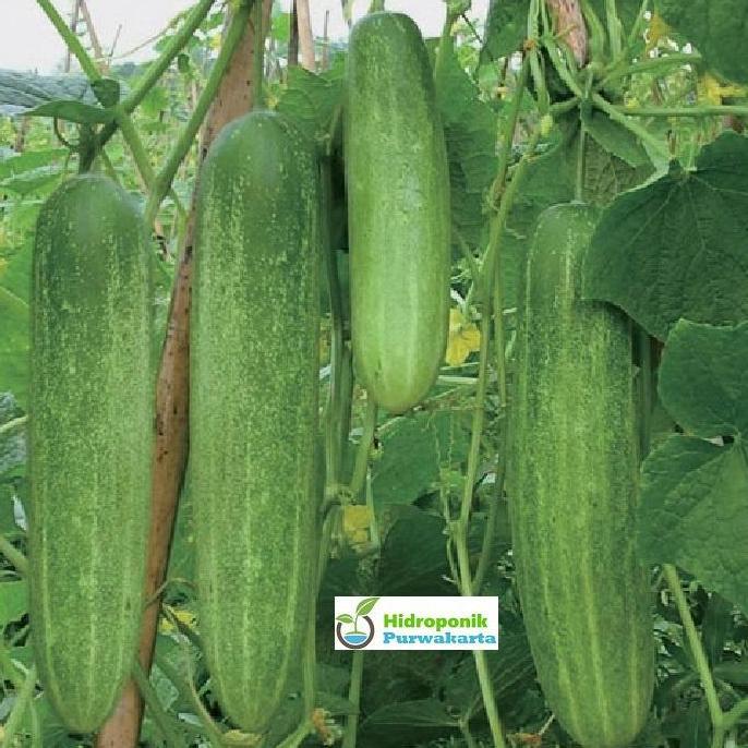 Benih Timun Mentimun Ketimun Amanda Cap Mutiara Bumi Tipe Putih Kehijauan Isi 50 Gram