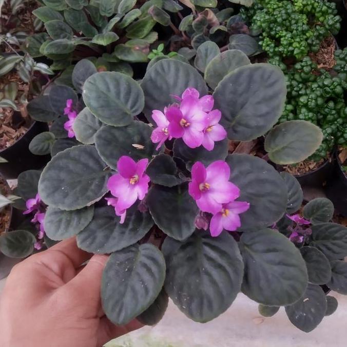 tanaman hias violces - bunga violces