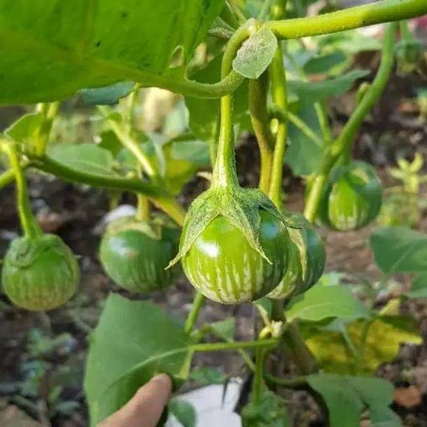 Benih Terong Bulat PROVITA F1 Isi 400 Butir Cap Panah Merah