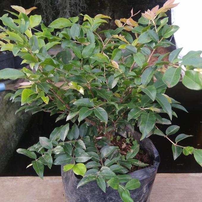 tanaman anggur brazil.kupa landak