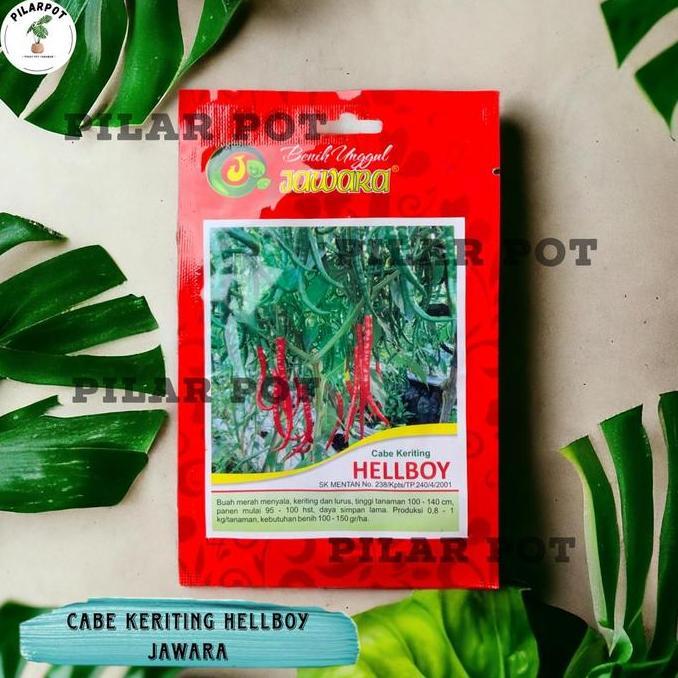 Benih Bibit Cabe Keriting Benih Unggul Jawara - CABE KERITING HELLBOY