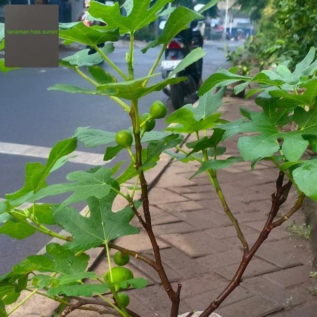 pohon buah tin sudah berbuah tinggi pohon 45/60cm