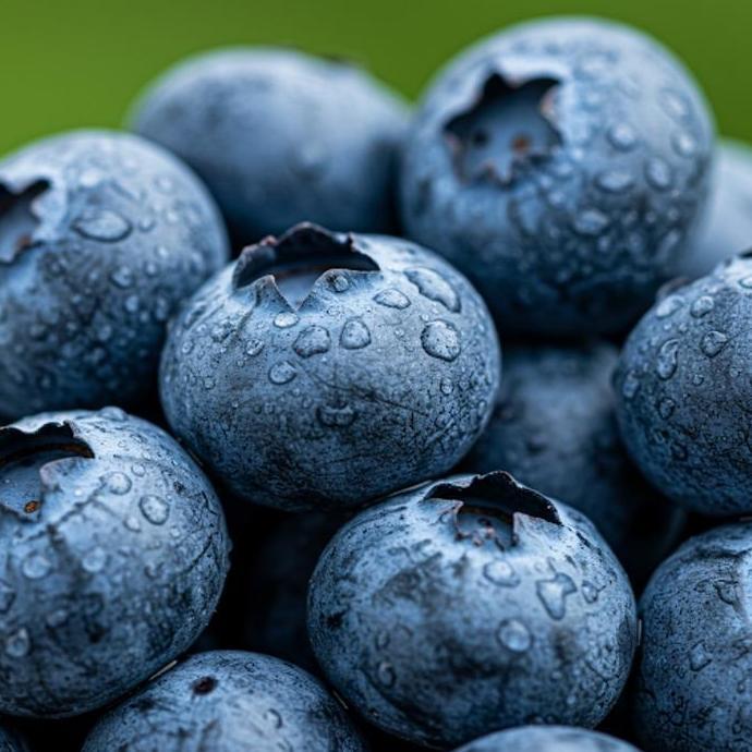 Buah Blueberry fresh import