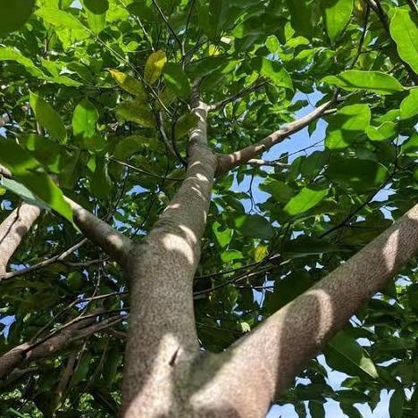 Tanaman Pohon Gaharu Asli Persemaian Biji