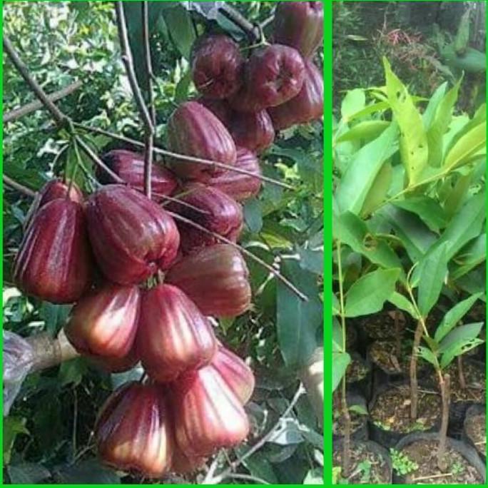 Bibit Jambu Air King Rose Jumbo