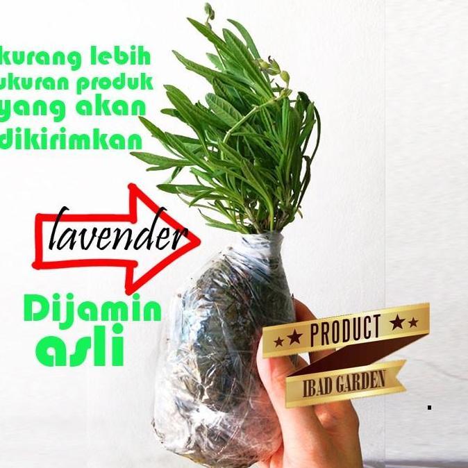 Tanaman bunga lavender asli / lavandula angustifolia hidcote