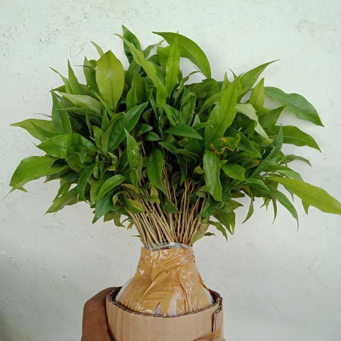 Bibit Gaharu Cabutan 50 batang