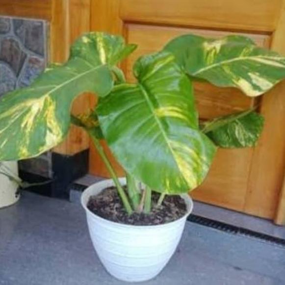 (Allthebest) tanaman sirih gading giant/sirih gading daun besar/sirih gading jumbo