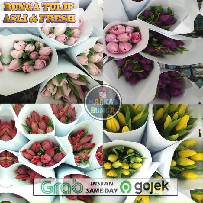 Lansungkirim- Bunga Tulip Segar Asli / Tulip Bunga Segar Asli