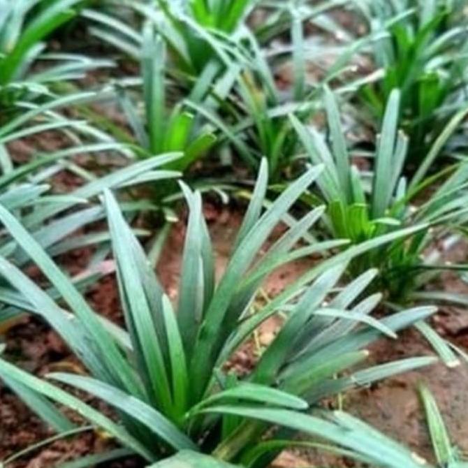 tanaman kucai mini...Mengganti rumput dengan kucai mini,