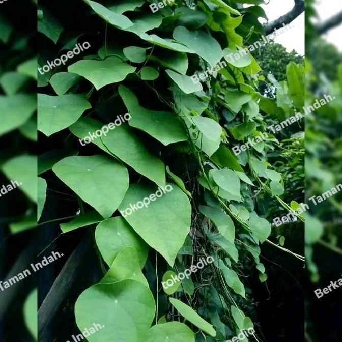 Bibit Tanaman Cincau Bulu Hijau - Pohon Daun Cincau Bulu Rambat