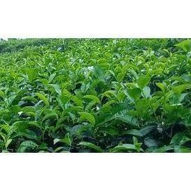 Bibit Pohon Daun Teh Hijau - Tanaman Herbal asli TARAJU