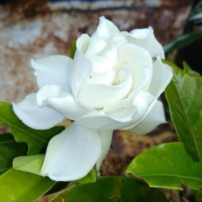 Tanaman hias melati telur - melati bunga tumpuk